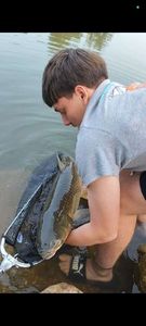 Grass Carp