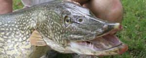 Northern Pike