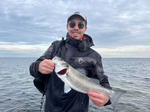 European Bass (Seabass)