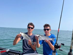 European Bass (Seabass)