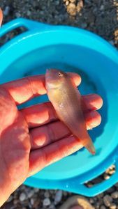 Peacock Razorfish