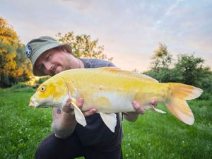 Koï Fish