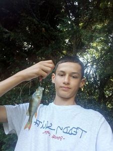 European Perch