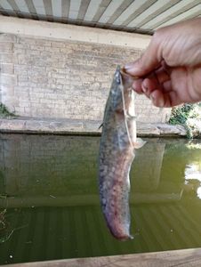 Largemouth Bass