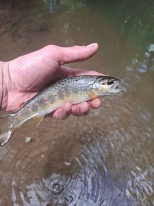 Brown Trout