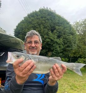 European Bass (Seabass)
