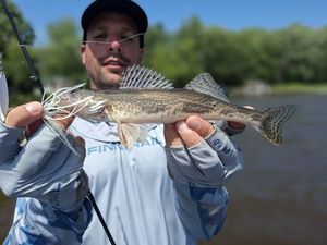 Sauger