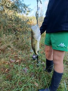 Largemouth Bass