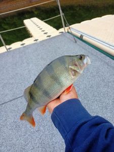 European Perch