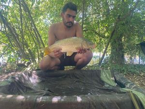 Common Carp