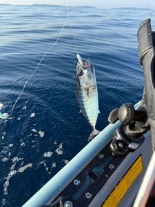 Atlantic Bonito