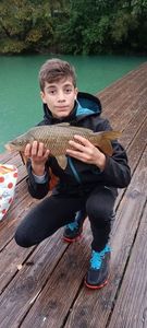 Common Carp