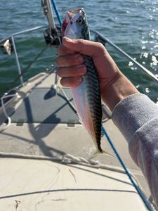 Mackerel