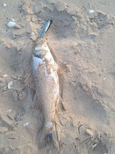 European Bass (Seabass)
