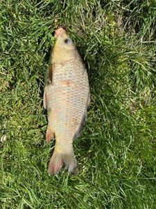 Crucian Carp