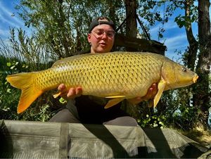 Common Carp