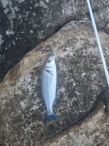 European Bass (Seabass)