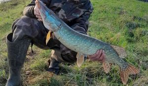 Northern Pike