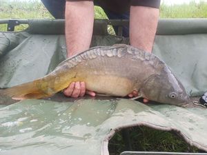 Common Carp