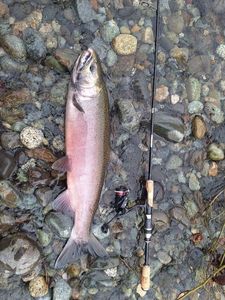 Coho Salmon