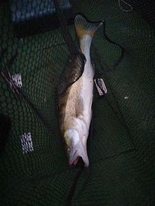 Zander
