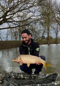Common Carp