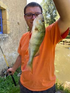 European Perch