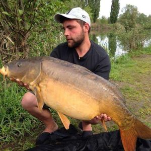 Mirror Carp