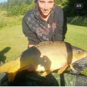 Mirror Carp