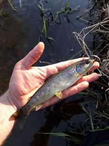 Brown Trout