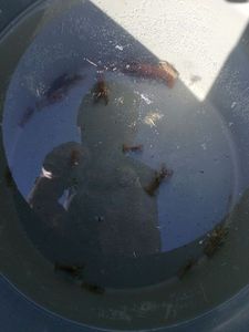 Spinycheek Crayfish