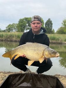 Common Carp