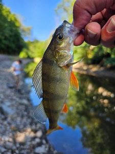 European Perch