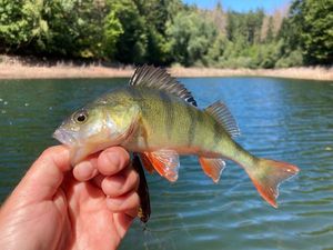 European Perch