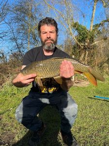 Common Carp