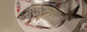 White Seabream