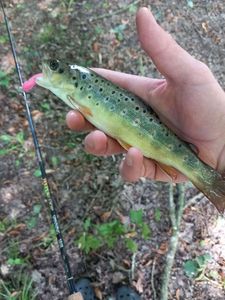 Brown Trout