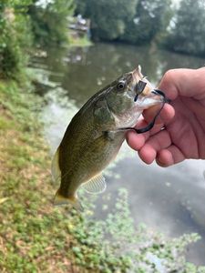 Largemouth Bass