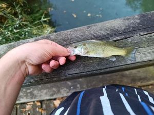 Largemouth Bass