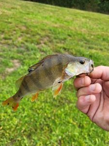 European Perch