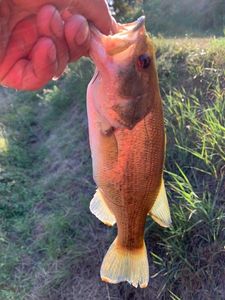 Largemouth Bass