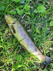 Brown Trout