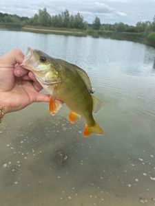 European Perch