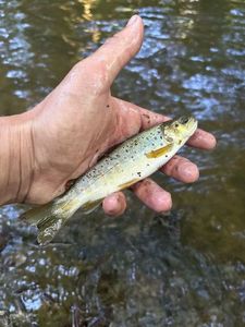 Brown Trout