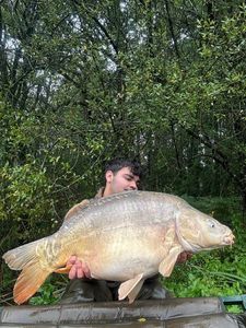 Mirror Carp