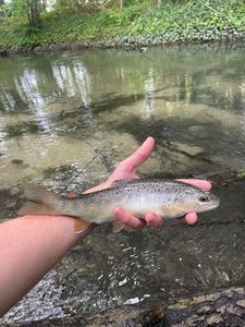 Brown Trout
