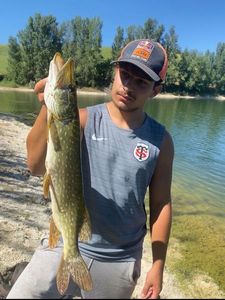 Northern Pike