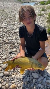 Common Carp
