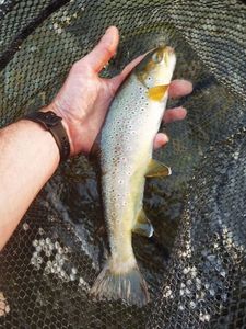 Brown Trout