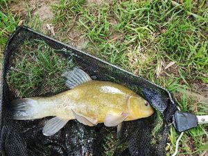 Tench